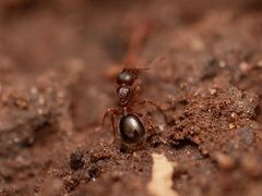 Myrmecina americana