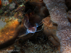 Malacoctenus triangulatus