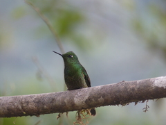 Boissonneaua flavescens