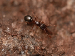 Myrmecina americana