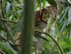 Sciurus spadiceus