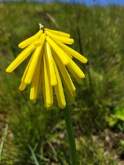 Kniphofia
