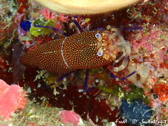 Gnathophyllum elegans