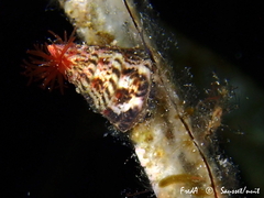 Jujubinus exasperatus