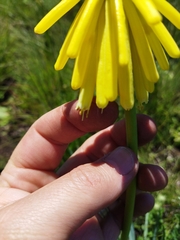 Kniphofia