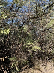 Prosopis pallida