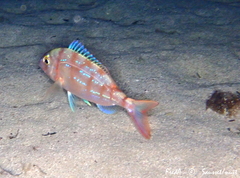 Pagellus erythrinus