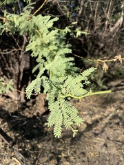 Prosopis pallida