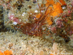 Palaemon serratus