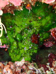 Palmophyllum crassum