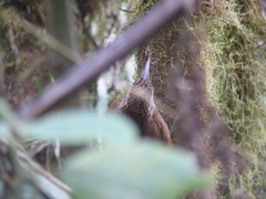 Lepidocolaptes lacrymiger