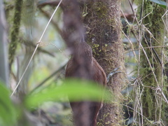 Lepidocolaptes lacrymiger