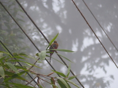 Trogon personatus