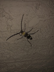 Megacyllene antennata