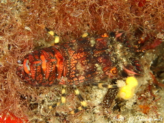 Scyllarus arctus
