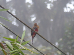 Trogon personatus