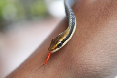 Dendrelaphis pictus