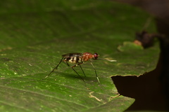 Taeniapterinae
