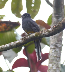 Trogon chionurus