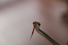 Dendrelaphis pictus