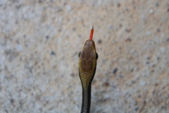 Dendrelaphis pictus