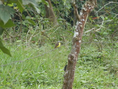 Myiozetetes cayanensis