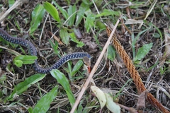 Dendrelaphis pictus