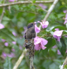 Colibri delphinae