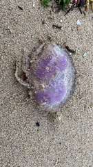 Pelagia noctiluca