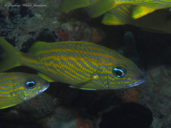 Haemulon flavolineatum