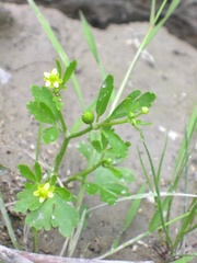 Ranunculus sceleratus