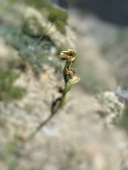 Ophrys mammosa