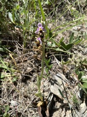 Ophrys oestrifera