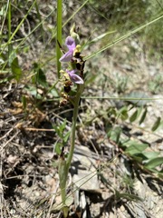 Ophrys oestrifera