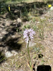 Neotinea tridentata tridentata