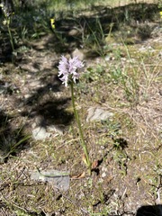 Neotinea tridentata tridentata
