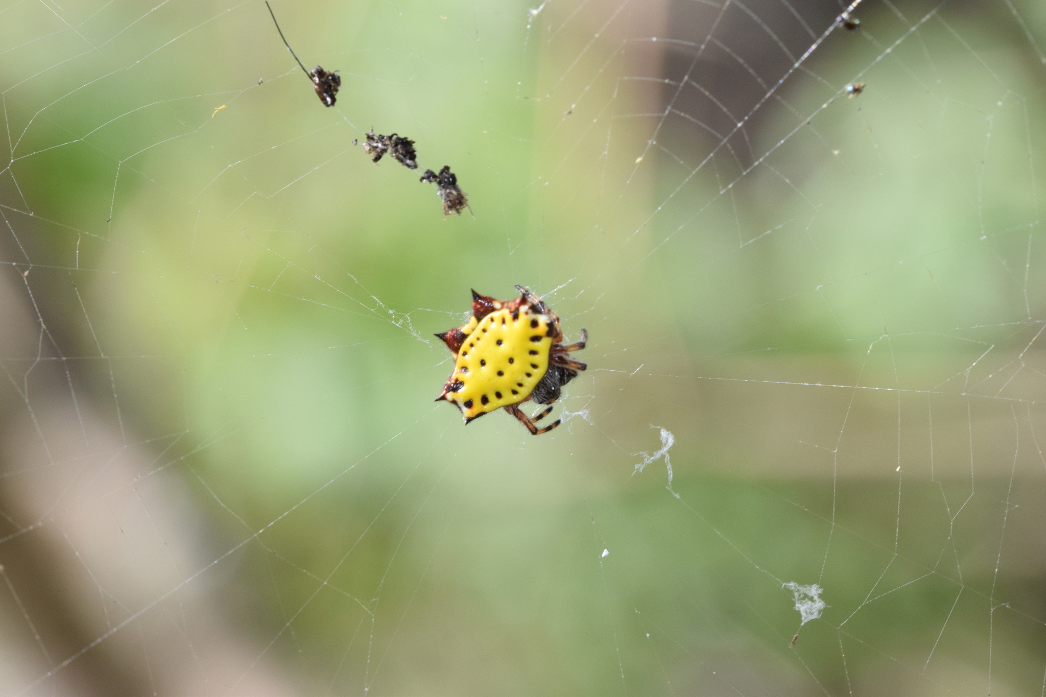 Araneidae image