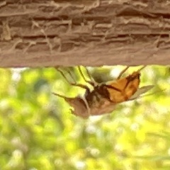 Copestylum haagii