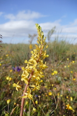 Bulbine praemorsa
