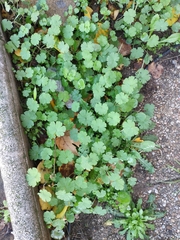 Geranium rotundifolium