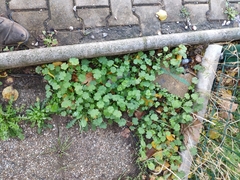 Geranium rotundifolium