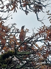 Turdus migratorius caurinus
