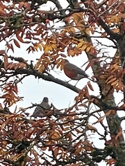 Turdus migratorius caurinus