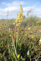 Bulbine praemorsa