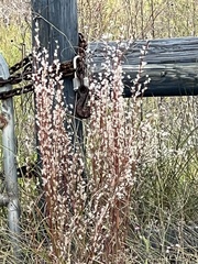 Schizachyrium littorale