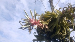 Tillandsia streptophylla