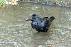 Corvus macrorhynchos levaillantii