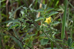 Solanum habrochaites