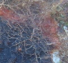 Savignyella lafontii