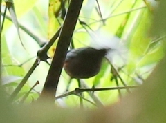 Microrhopias quixensis